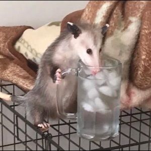 Meet your Posher, Andrea